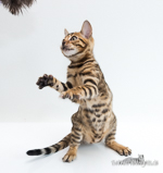  Bengal Zucht Thüringen